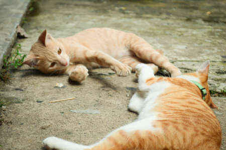 My cat 4の写真素材