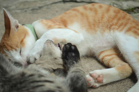 My cat 5の写真素材