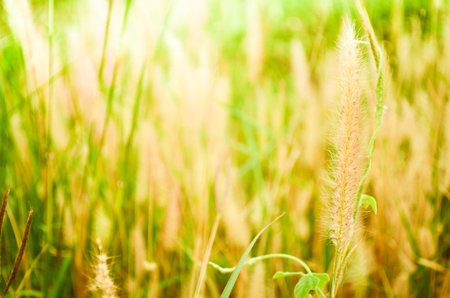 grass a