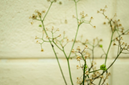 Flowers combination