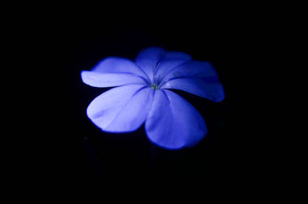 blue in gardenの写真素材