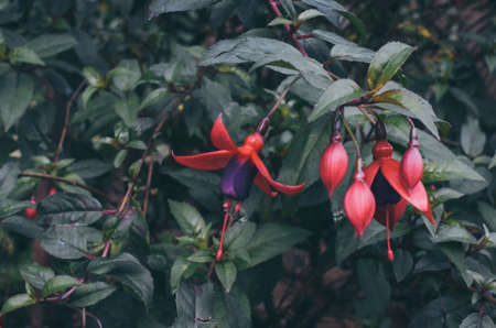 red flower in Mountain at gardenの写真素材
