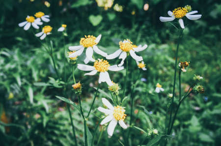 white flower in forestの写真素材