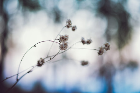 flower in Mountainの写真素材