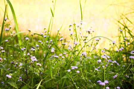 field flower in garden