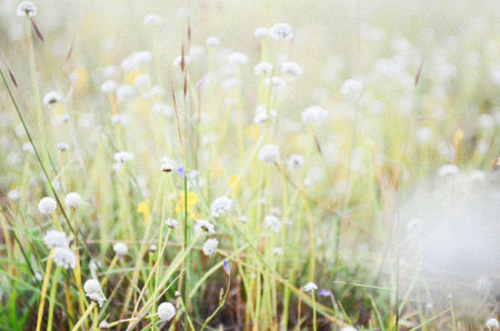 field flower at garden