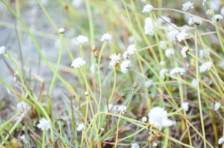 field flower at garden