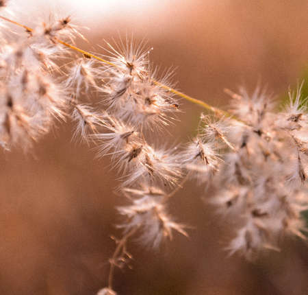 flower in meadow at gardenの写真素材
