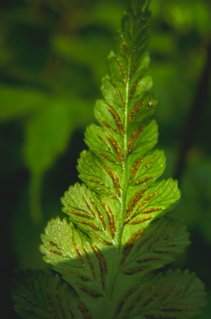fern color green in forest at mountain thailand