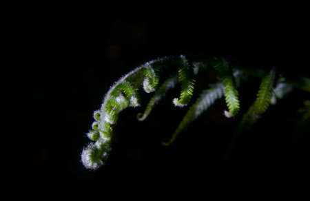 fern color green in forest at mountain thailandの写真素材
