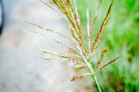 grass green in meadow at gardenの写真素材