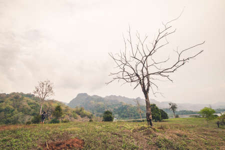 trees in forest on mountain at thailandの写真素材