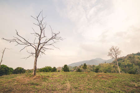 trees in forest on mountain at thailandの写真素材