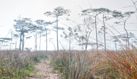 trees in forest on mountain at thailandの写真素材