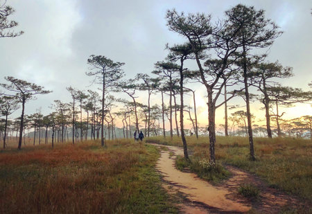 trees in forest on mountain at thailandの写真素材