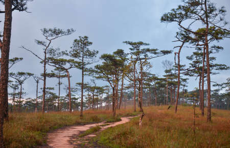 trees in forest on mountain at thailandの写真素材