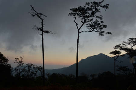 trees in forest on mountain at thailandの写真素材