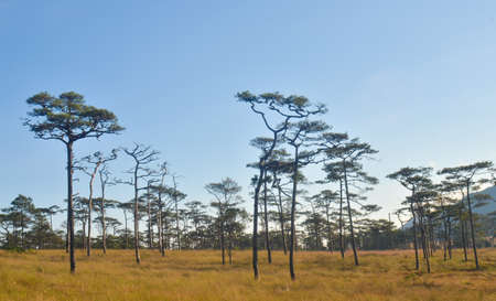 trees in forest on mountain at thailandの写真素材
