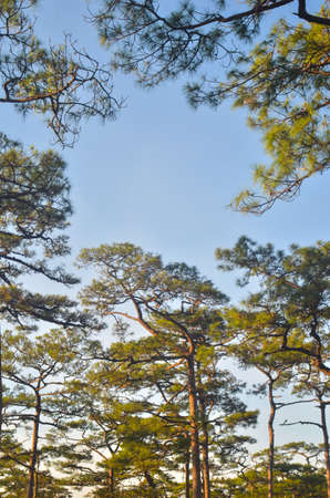 trees in forest on mountain at thailandの写真素材