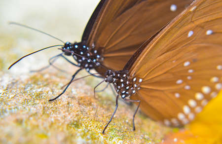 Butterfly on waterfall in forestの写真素材