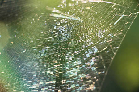 Spider web on a tree in the forestの写真素材