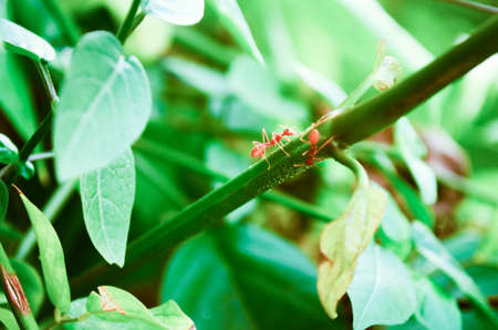 ant on wood in gardenの写真素材