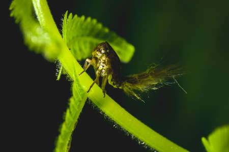 The locust on the leafの写真素材