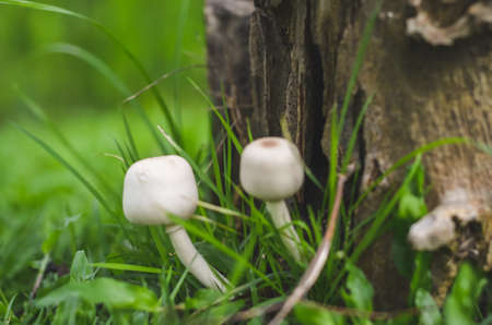 Mushroom caused by moisture in the big forestの写真素材