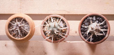 Planting a cactus in a potの写真素材