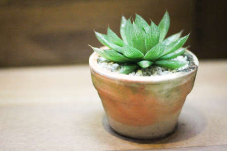 Planting a cactus in a potの写真素材