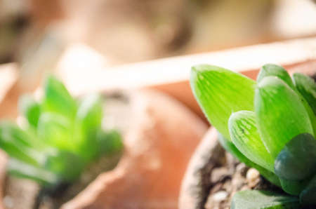Planting a cactus in a potの写真素材
