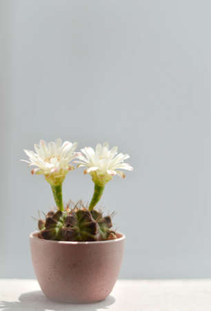 Planting a cactus in a potの写真素材