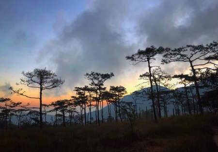 view tree and mountain nature twilightの写真素材