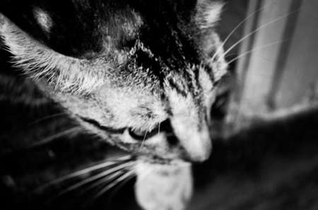 The cuteness of the little catの写真素材