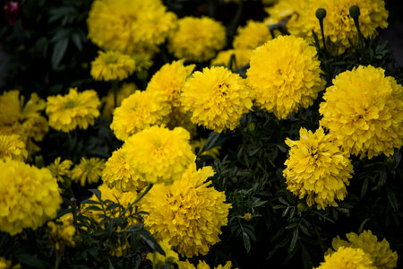 Bunch of beautiful yellow flowers blooming in sunset.