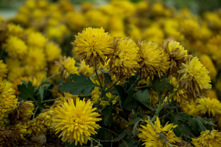Beautiful bunch of yellow flowers blooming in a gardenの写真素材