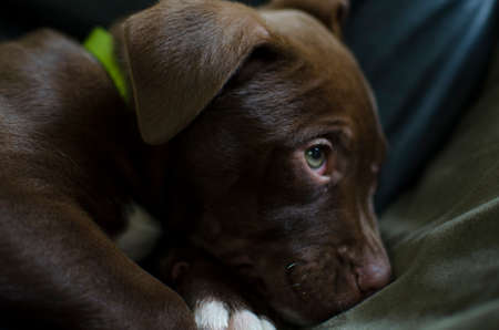 Pitbull mix puppy with green eyesの写真素材