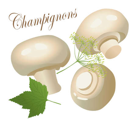 Mushrooms on whiteのイラスト素材