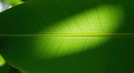 Green banana leaf texture background with sun light and shadow in the gardenの素材