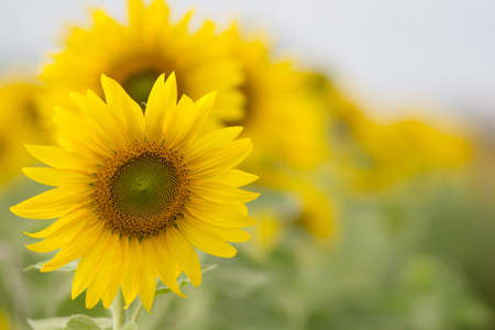sunflowerの写真素材