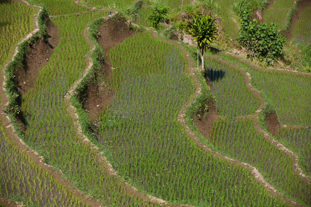 indonesiaの写真素材
