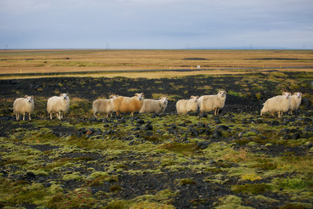 icelandの写真素材