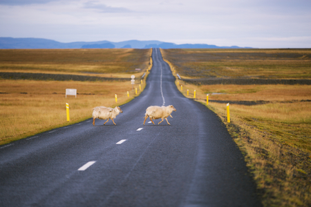 icelandの写真素材