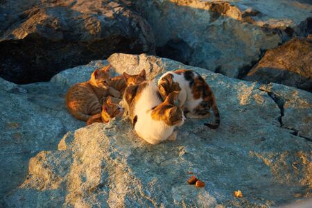 cat with kittensの写真素材