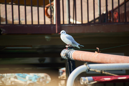 Seagull on sternの写真素材