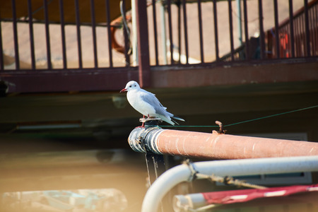 Seagull on sternの写真素材