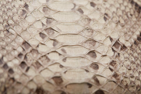python skin texture