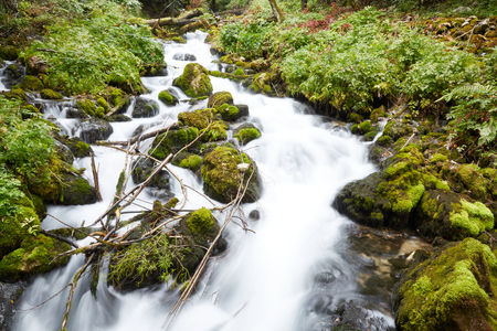 fast stream in the woodsの写真素材