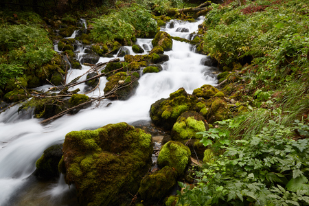 fast stream in the woodsの写真素材