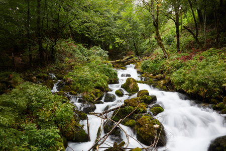fast stream in the woodsの写真素材